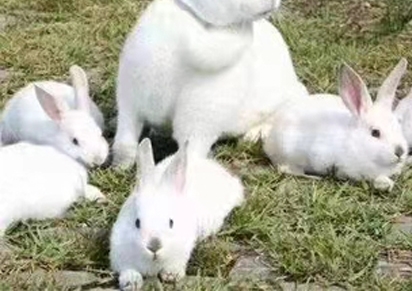 成年兔養殖方法 四川兔子養殖加盟代理的市場前景